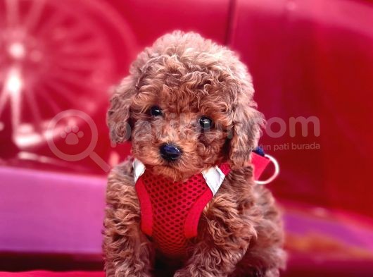 Red Apricot Renklerde Toy Poodle Yavrular görsel