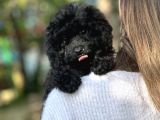 Si̇yah Toy Poodle Bebeği̇mi̇z