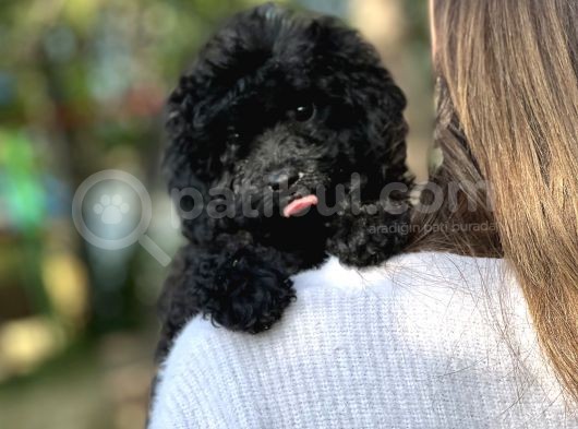 Si̇yah Toy Poodle Bebeği̇mi̇z