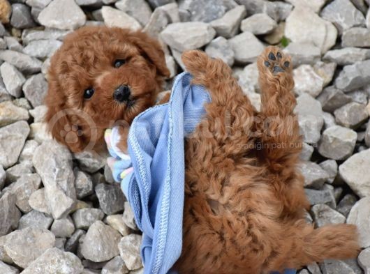 Safkan Toy Poodle Yavrular görsel