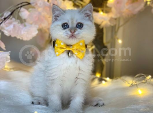 Full+Full Secereli̇ Bri̇ti̇sh Shorthai̇r Lynx Poi̇nt görsel