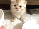 Scottish Fold