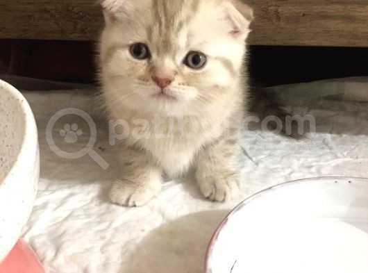 Scottish Fold