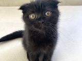 Scottish Fold Yavrumu Veriyorum