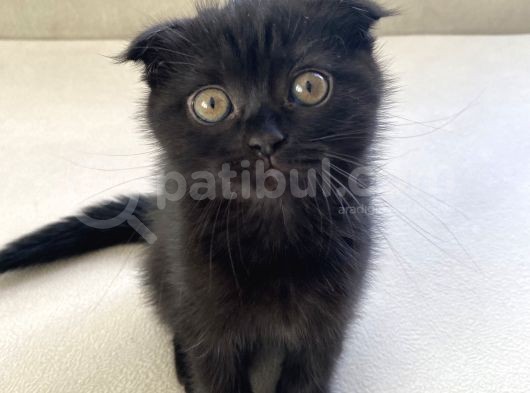 Scottish Fold Yavrumu Veriyorum görsel
