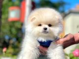 Teddy Face Pomeranian Bol Tüylü Yavrular