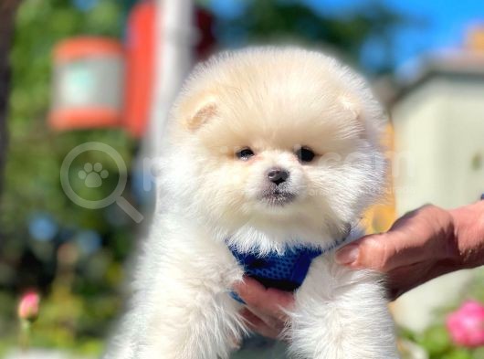 Teddy Face Pomeranian Bol Tüylü Yavrular görsel