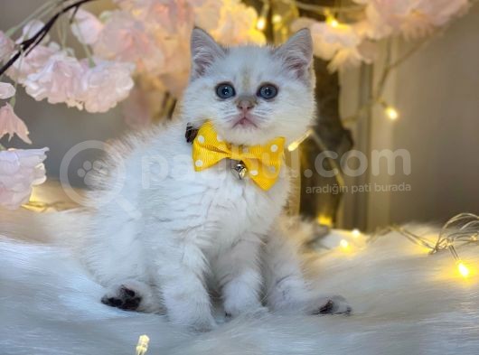 Full+Full Secereli̇ Bri̇ti̇sh Shorthai̇r Lynx Poi̇nt görsel