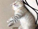 Scottish Fold
