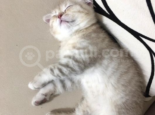 Scottish Fold görsel