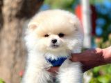 Teddy Face Pomeranian Bol Tüylü Yavrular