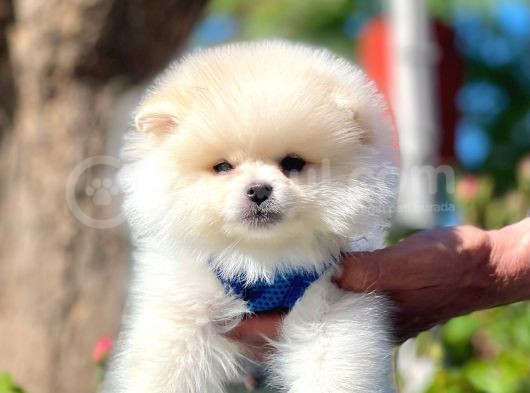 Teddy Face Pomeranian Bol Tüylü Yavrular