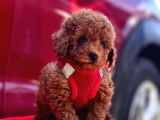 Red Apricot Renklerde Toy Poodle Yavrular