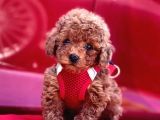 Red Apricot Renklerde Toy Poodle Yavrular