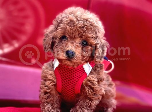 Red Apricot Renklerde Toy Poodle Yavrular