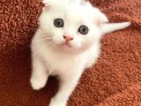 Beyaz Renk Scottish Fold Yavrumu Veriyorum