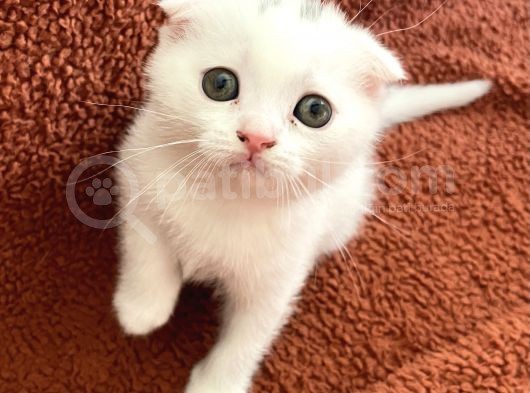 Beyaz Renk Scottish Fold Yavrumu Veriyorum görsel
