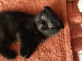Scottish Fold Yavrumu Veriyorum