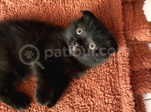 Scottish Fold Yavrumu Veriyorum görsel