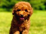 Orji̇nal Toy Poodle Yavrularimiz