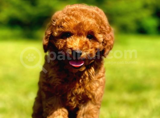 Orji̇nal Toy Poodle Yavrularimiz