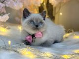 Üst Kali̇te Bri̇ti̇sh Shorthai̇r Blue Poi̇nt