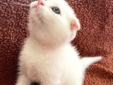 Beyaz Renk Scottish Fold Yavrumu Veriyorum