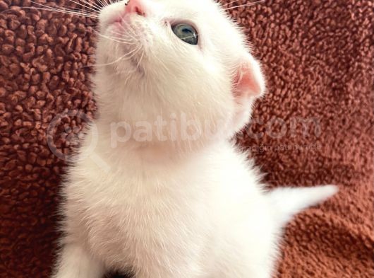 Beyaz Renk Scottish Fold Yavrumu Veriyorum görsel