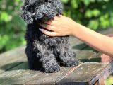 Si̇yah Toy Poodle Bebeği̇mi̇z
