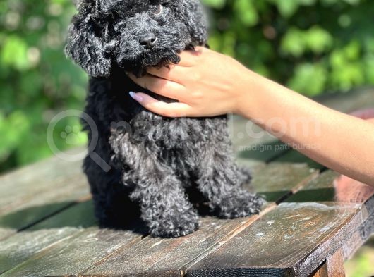 Si̇yah Toy Poodle Bebeği̇mi̇z görsel