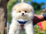 Teddy Face Pomeranian Bol Tüylü Yavrular