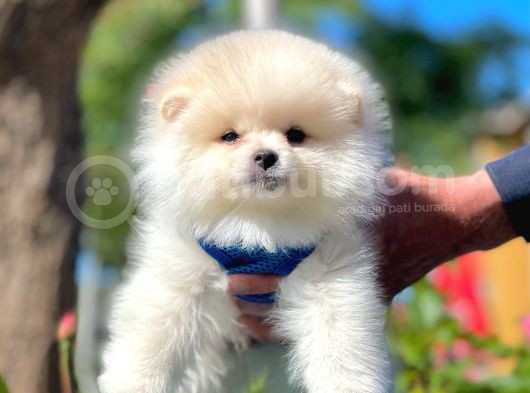 Teddy Face Pomeranian Bol Tüylü Yavrular görsel