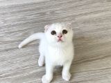 Beyaz Renk Scottish Fold Yavrumu Veriyorum