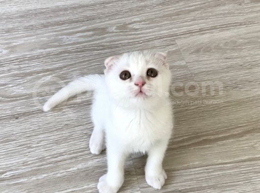 Beyaz Renk Scottish Fold Yavrumu Veriyorum görsel