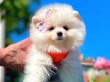 Safkan Pomeranian Boo Yavrularımız