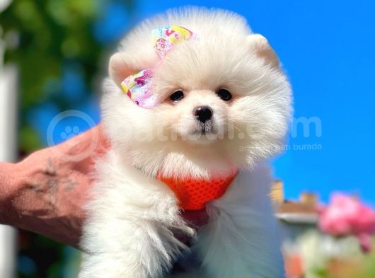 Safkan Pomeranian Boo Yavrularımız görsel