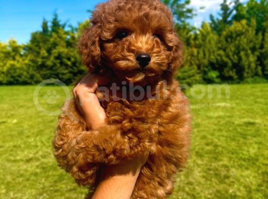 Orji̇nal Toy Poodle Yavrularimiz görsel