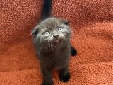 Scottish Fold Yavrumu Veriyorum
