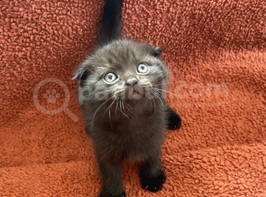 Scottish Fold Yavrumu Veriyorum görsel