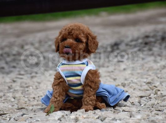 Safkan Toy Poodle Yavrular