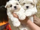 Maltese Mini Boy Yavrular