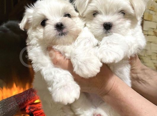Maltese Mini Boy Yavrular