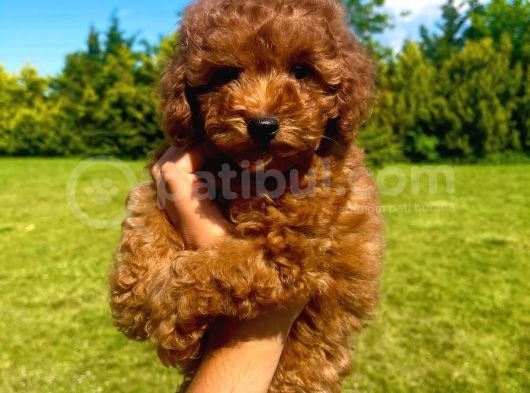 Orji̇nal Toy Poodle Yavrularimiz görsel