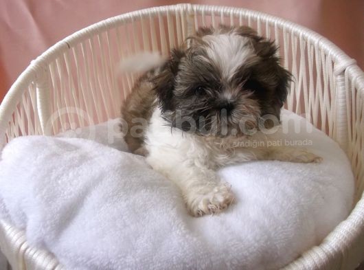Pof Pof Shihtzu