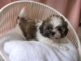 Pof Pof Shihtzu
