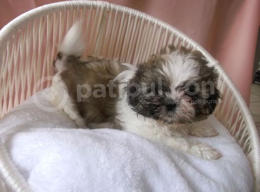 Pof Pof Shihtzu görsel