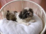 Pof Pof Shihtzu