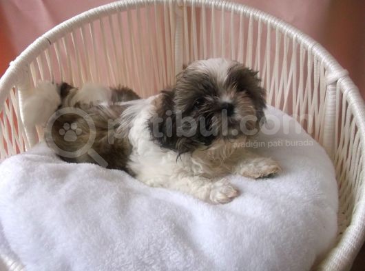 Pof Pof Shihtzu görsel