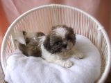 Pof Pof Shihtzu