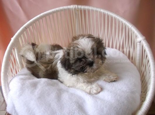 Pof Pof Shihtzu görsel